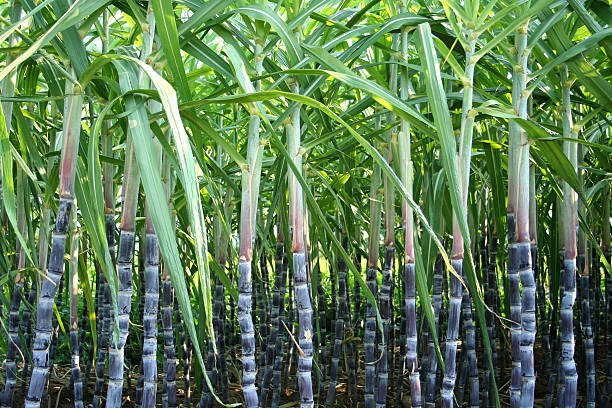 Kharif Crops