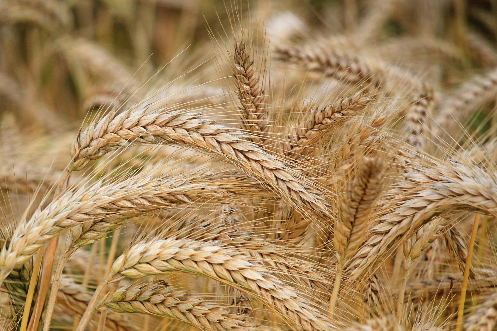 Rabi Crops