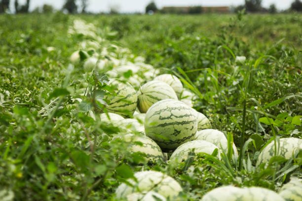 Zaid Kharif Crops